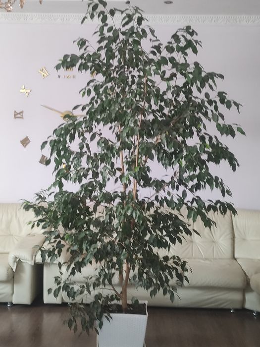 Фикус Бенджамина комнатное растение