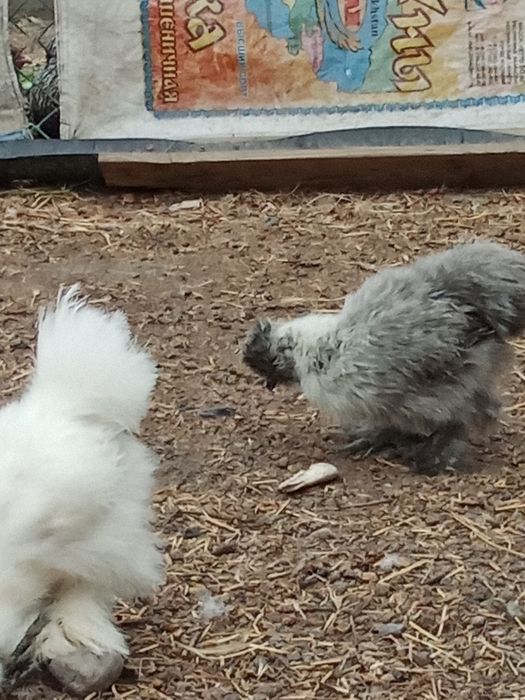 Инкубационные яйца