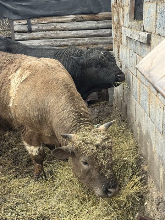 Продаются  бычки