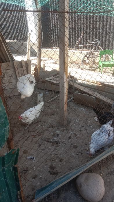 Продам куры и цесарьку