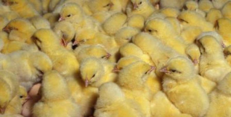 Цыплята бройлеры