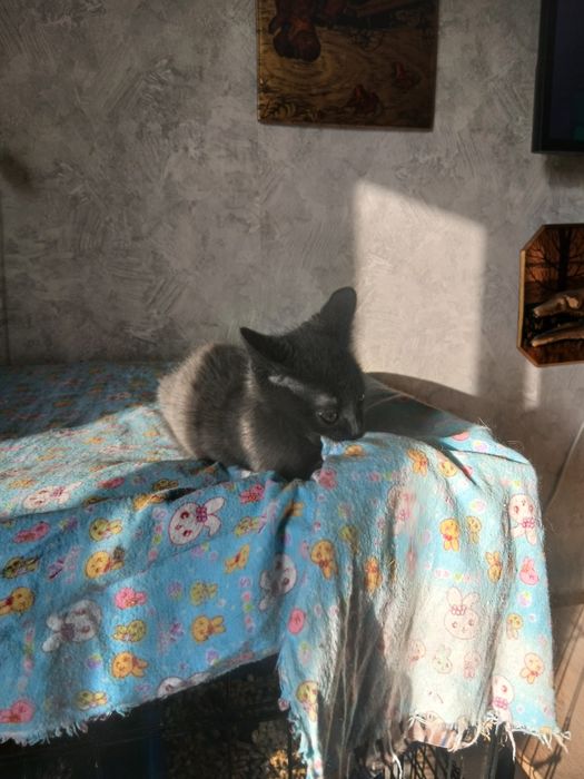 Веселый мальчуган дарю