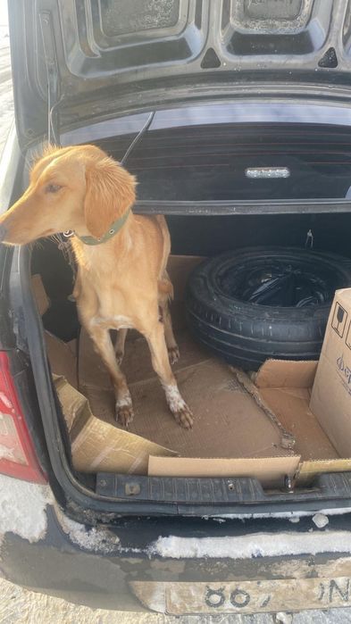 Казакски тазы собока