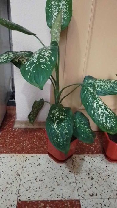 Дифенбахия --Дифенбахия --