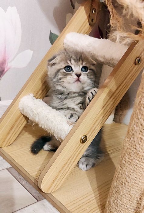 Бронь красивых шатланских котят!