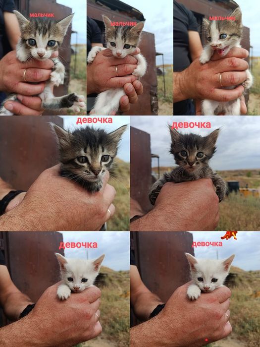 Отдам котят в добрые руки
