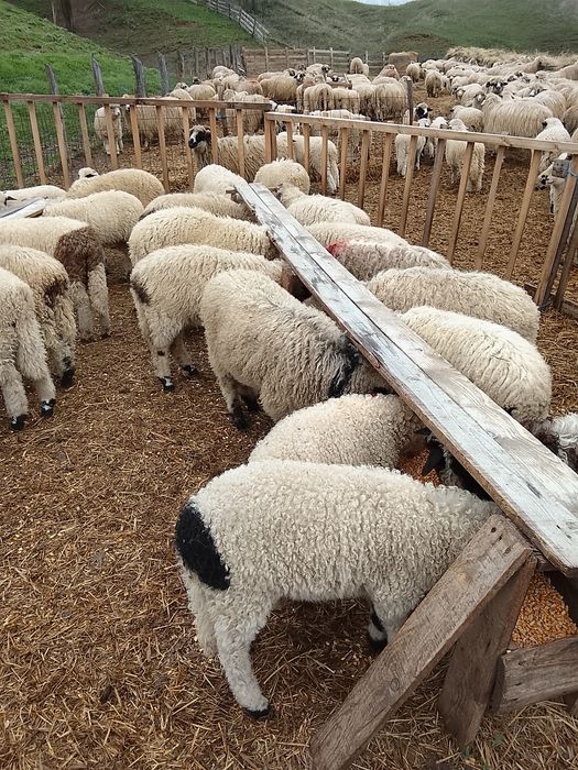 Vând 100 miei țurcani