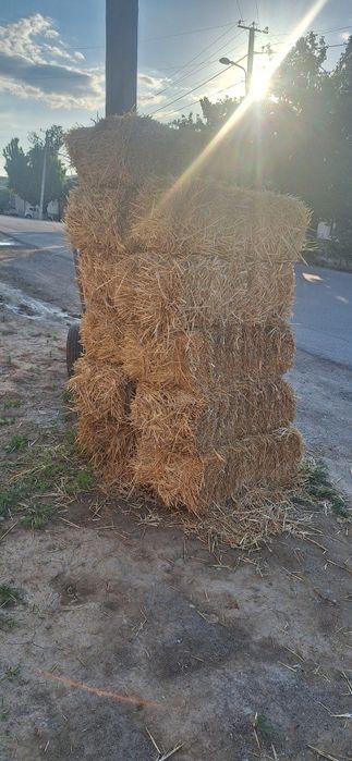 Сомон лойга пресс