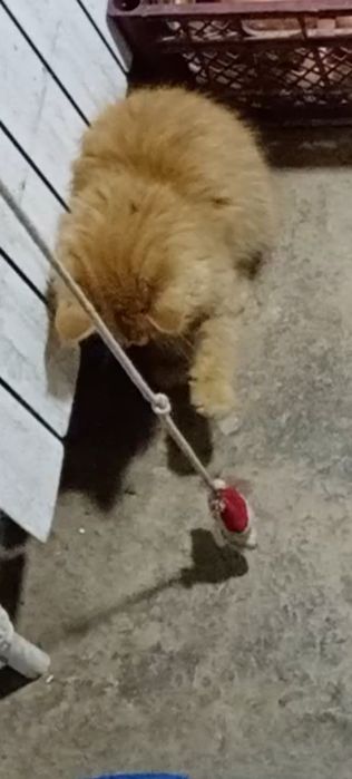 Turetskiy angora bolasi обменам bor quyon, baliq, qushlaga kelishiladi