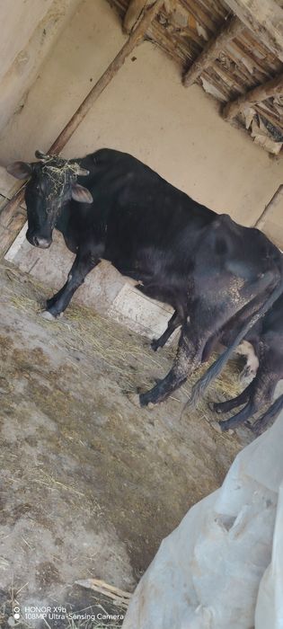 Mok sotiladi yaxshi mollar