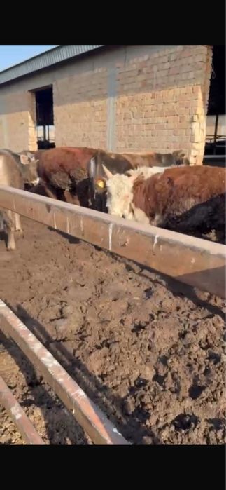 Бычки бұқалар ақбас