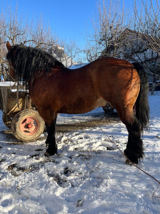 Armăsar de vânzare
