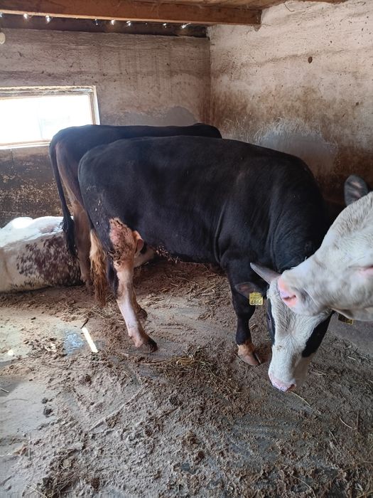 Vând taurasi de la 300 de kg până la 500 de kg. Preț 25 de lei  pe kg