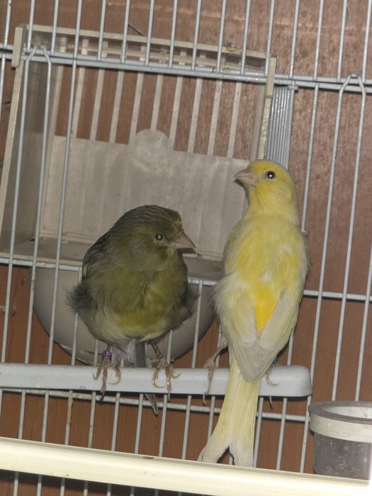 Vând canari timbrado