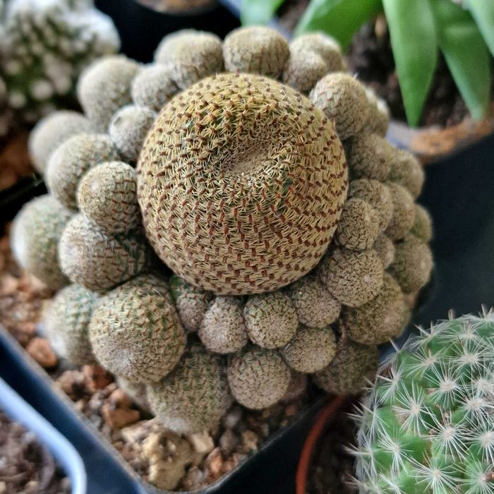 Кактусы, суккуленты