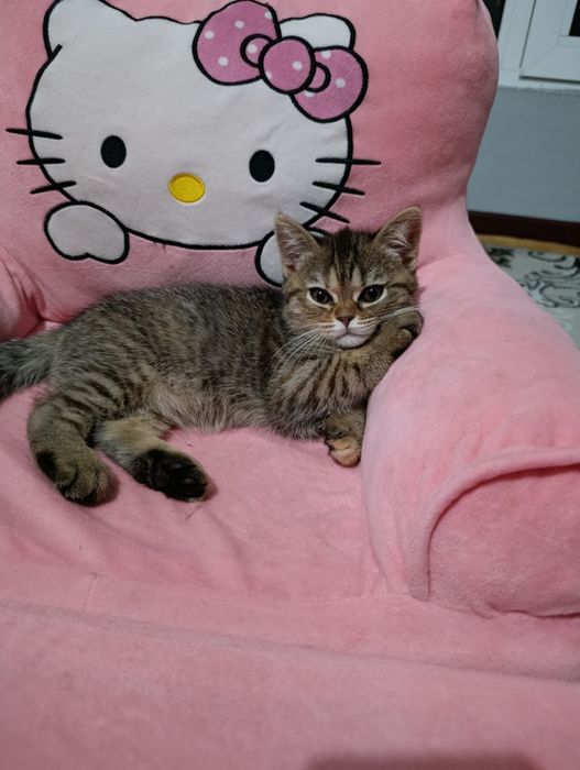 Скотиш страйит мушикча сотилади