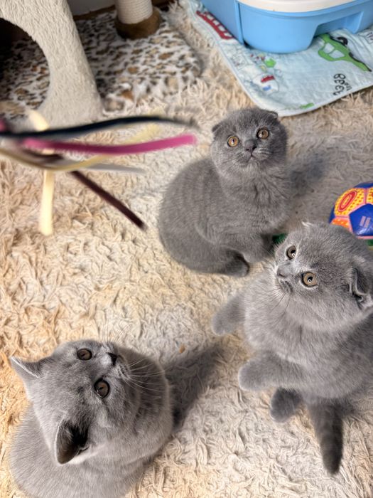 Продаются элитные котята