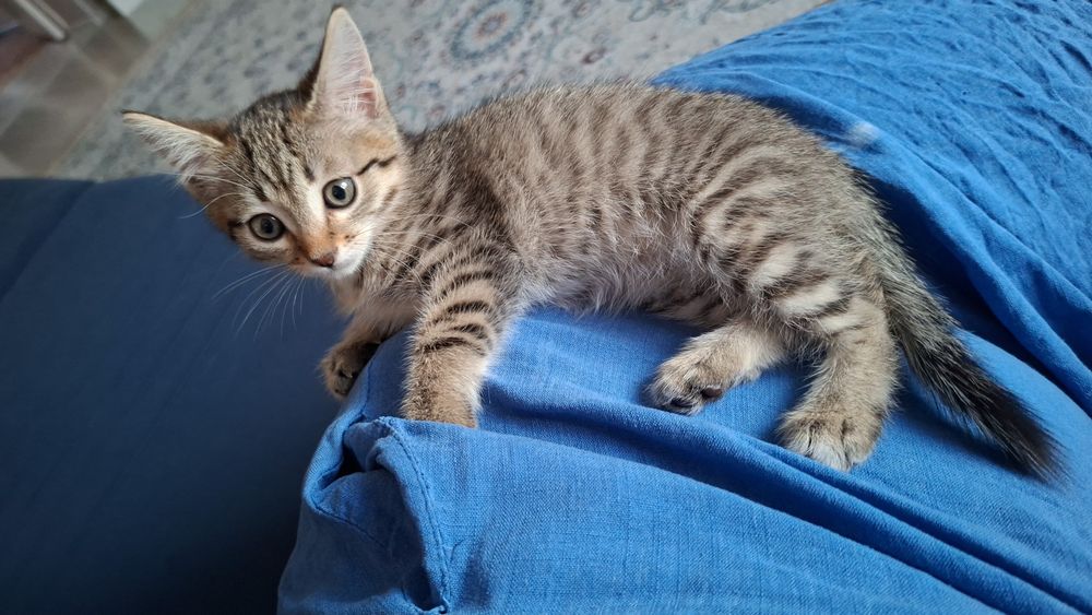 Котенок 2-месяца