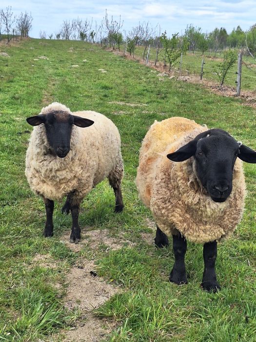 Vând un berbec și două oi Suffolk
