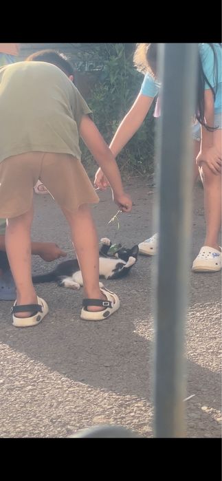 Отдам котенка в семью с детьми
