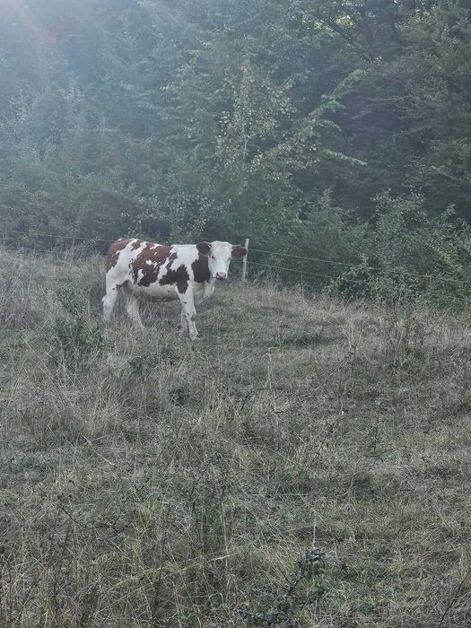 Vitei de vanzare