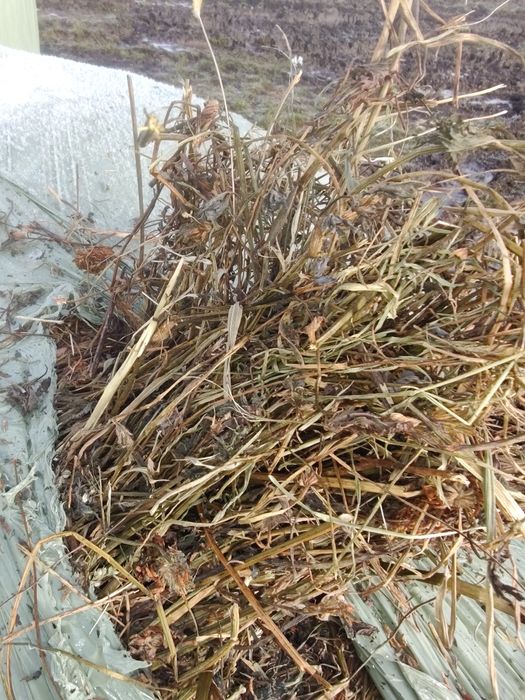 Baloți infloliat de lucernă și trifoi