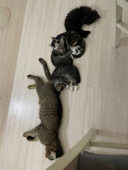 Котята в добрые руки