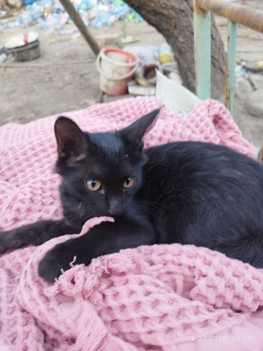 Котята Домашние Чёрные
