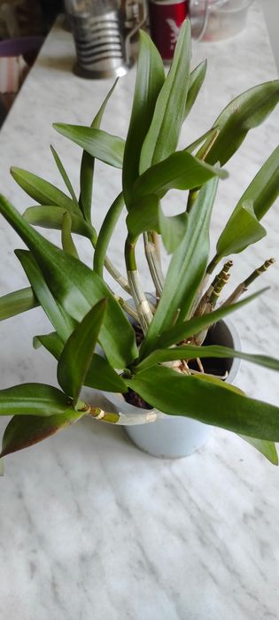 Орхидея Дендробиум!