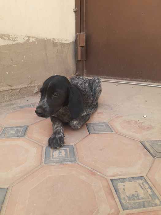 ochin it Yoshiga tulmagan