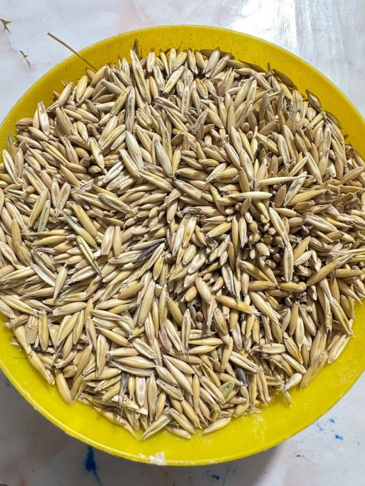 овес в мешках чистый