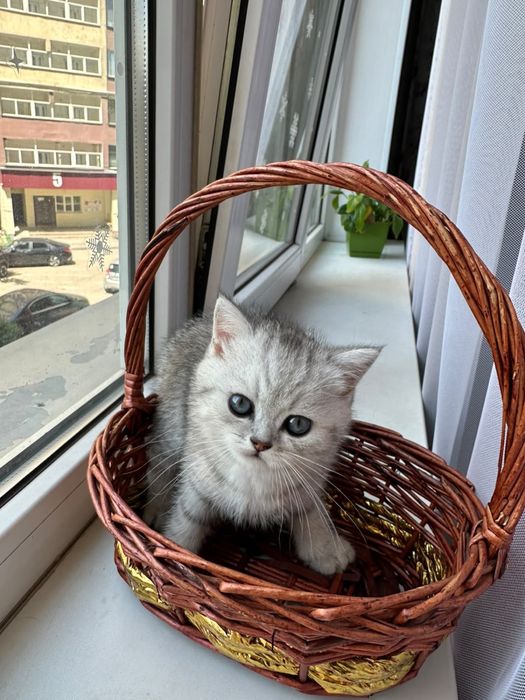 шотландский котенок