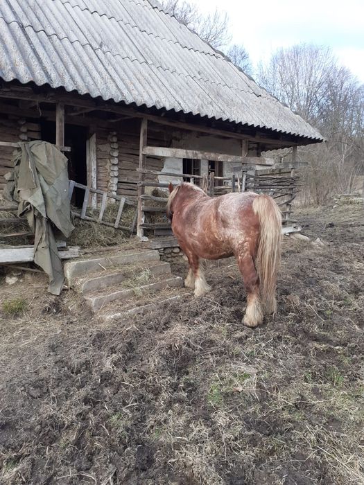Vând iapă gestantă