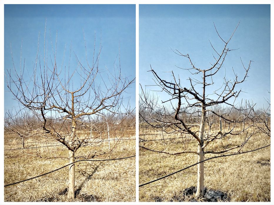 Curățare, plantare pomi fructiferi, copaci, zmeuri, muri, viță de vie