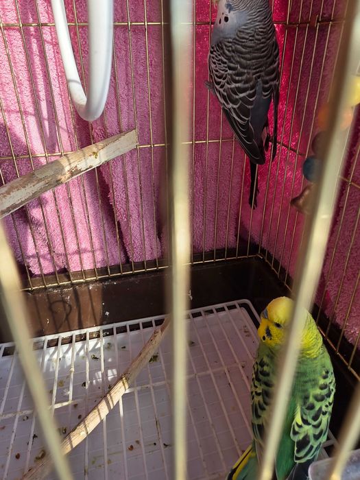 Продам 2х попугайчиков!