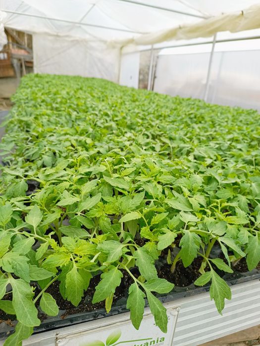 Rasaduri profesionale