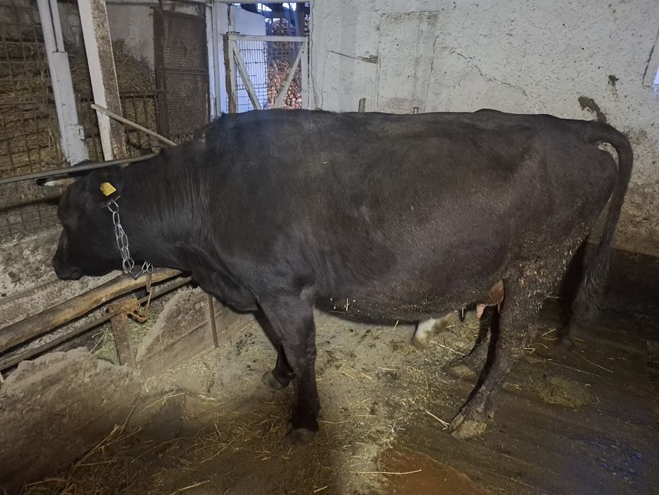 Продам корову...