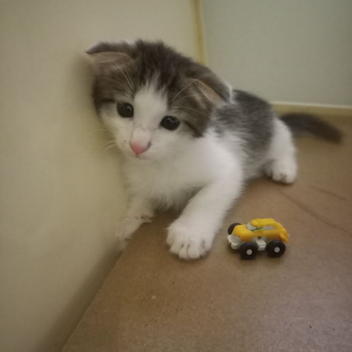 Вислоухий котёнок  1,5 месяц мальчик