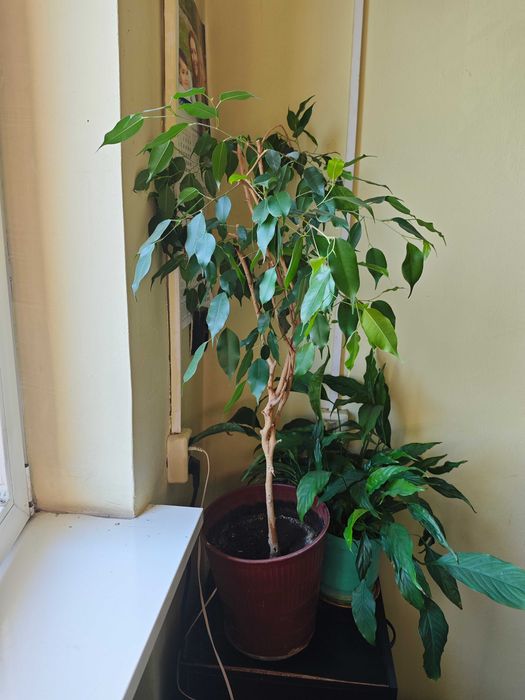 Бенджамин едноцветен.