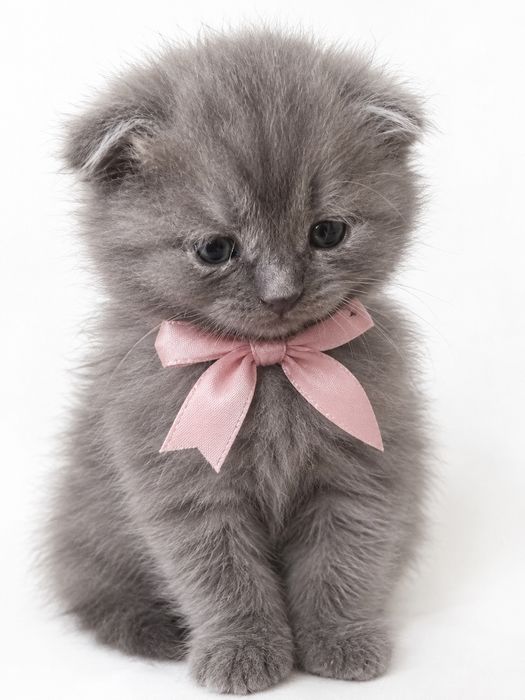 Котята вислоухие шиншиллы