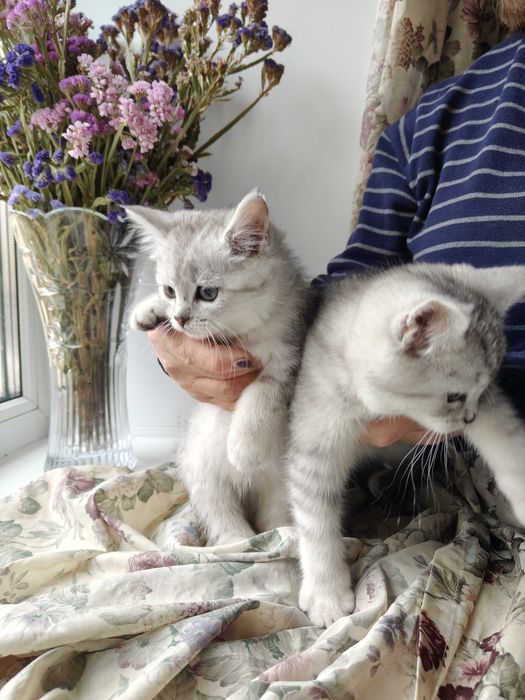 Котята мейкун с британцем