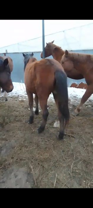 Жылкы сатамын, 400 мың