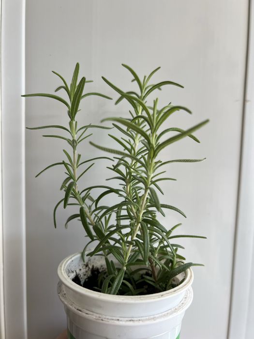 Продам розмарин