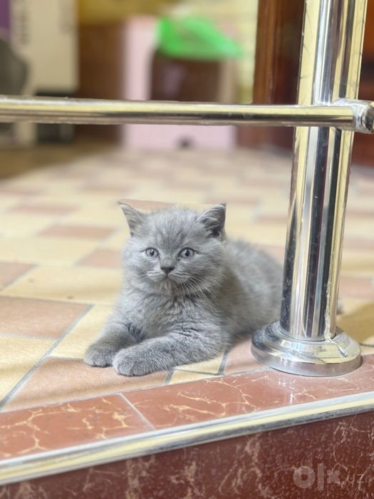 Британский серий кот