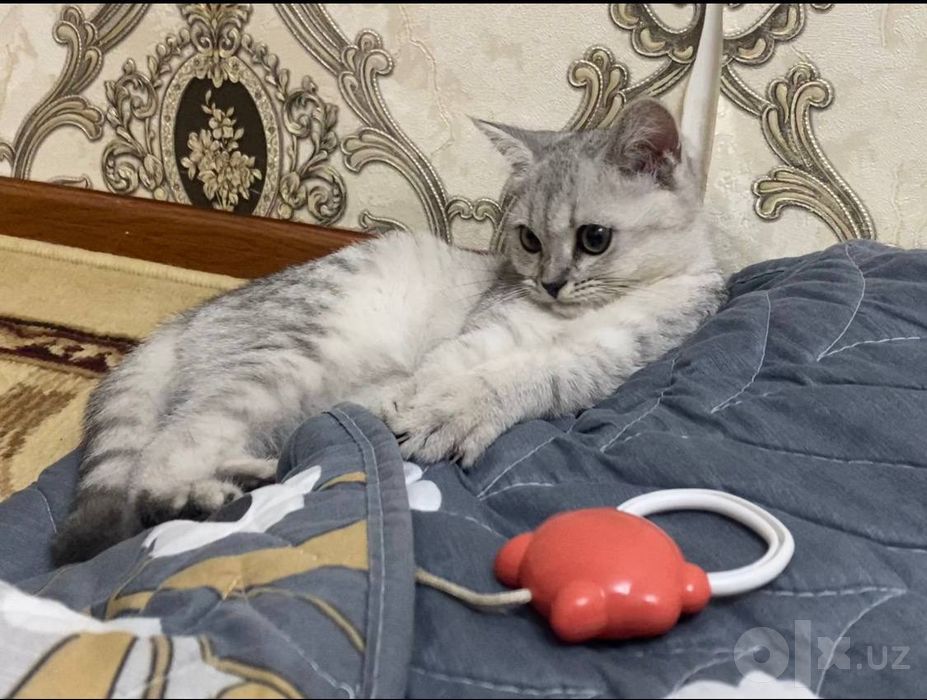 Mushugimiz Shinshila