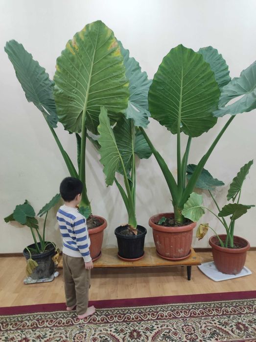 Office uchun gullar sotiladi