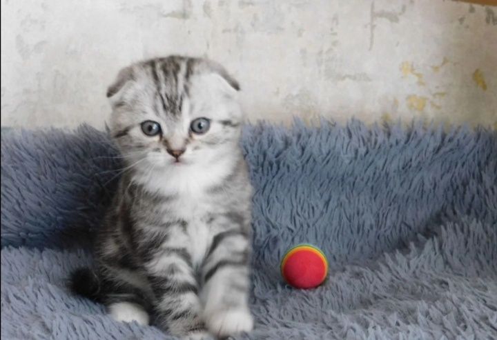 Вязка опытного шотландца