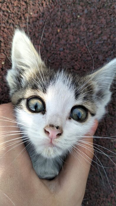 Котята в хорошие руки