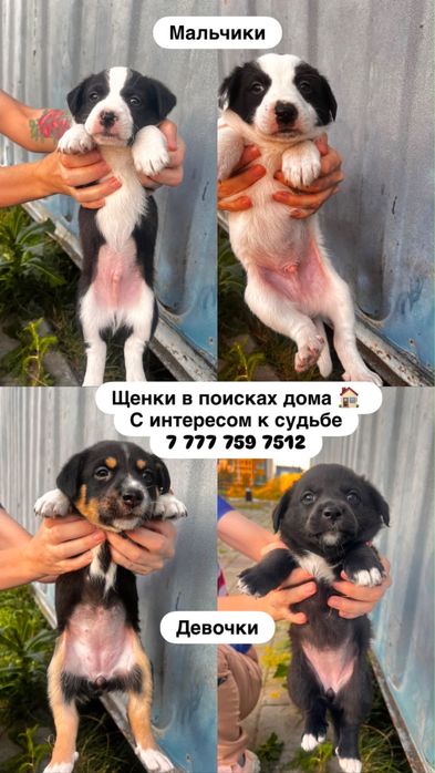 Отдам щенят бесплатно