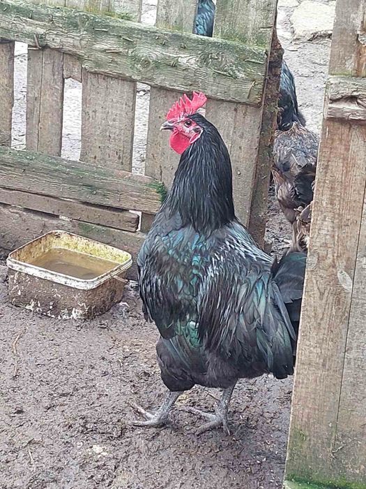 Кокошки джърси гигант